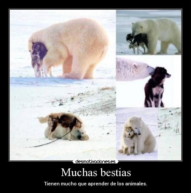 Muchas bestias - Tienen mucho que aprender de los animales.