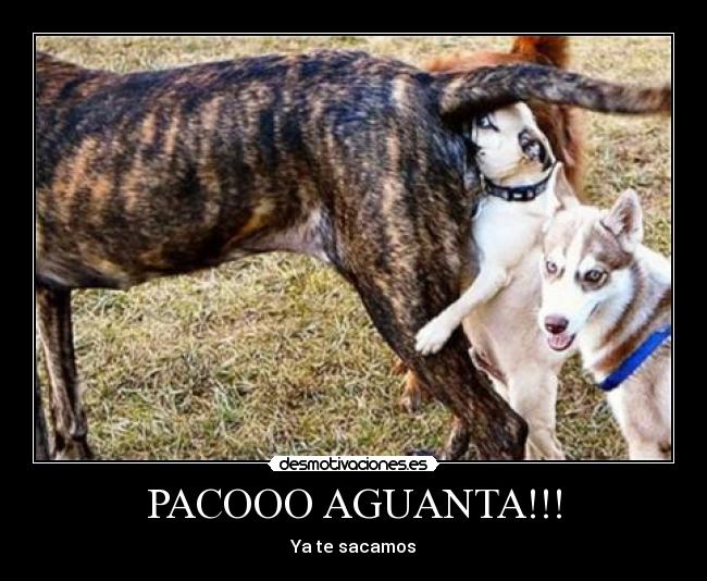 PACOOO AGUANTA!!! - Ya te sacamos