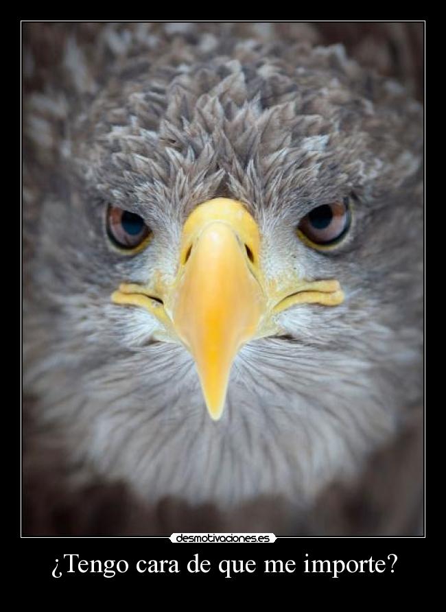 ¿Tengo cara de que me importe? - 