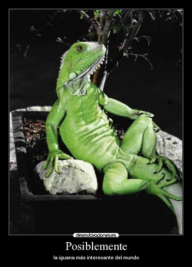 carteles iguana desmotivaciones