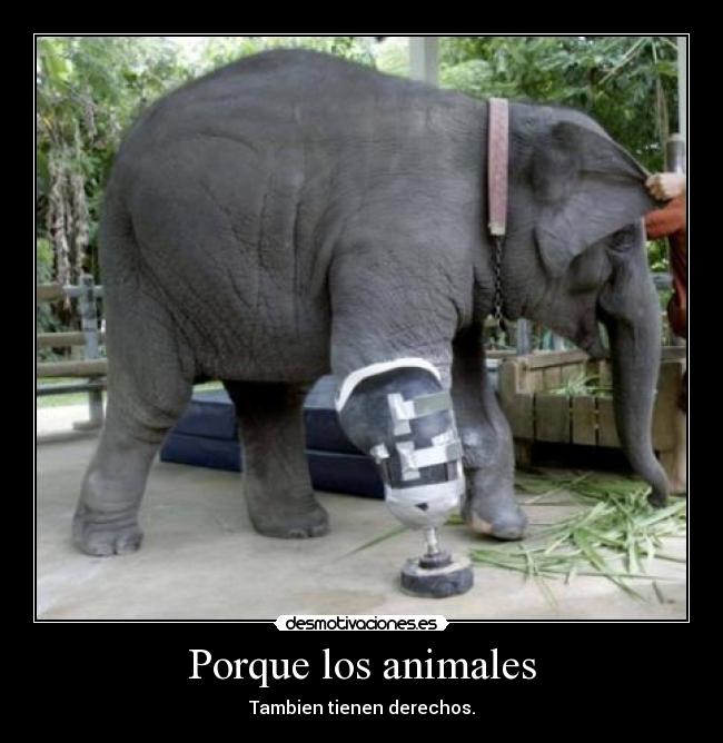 Porque los animales -
