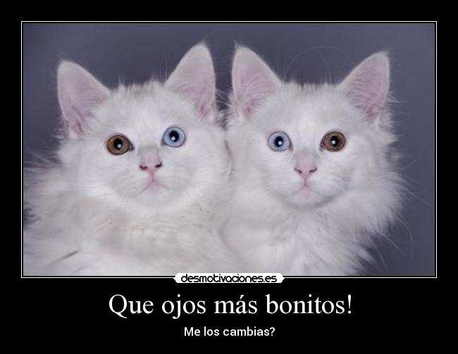 Que ojos más bonitos! - Me los cambias?