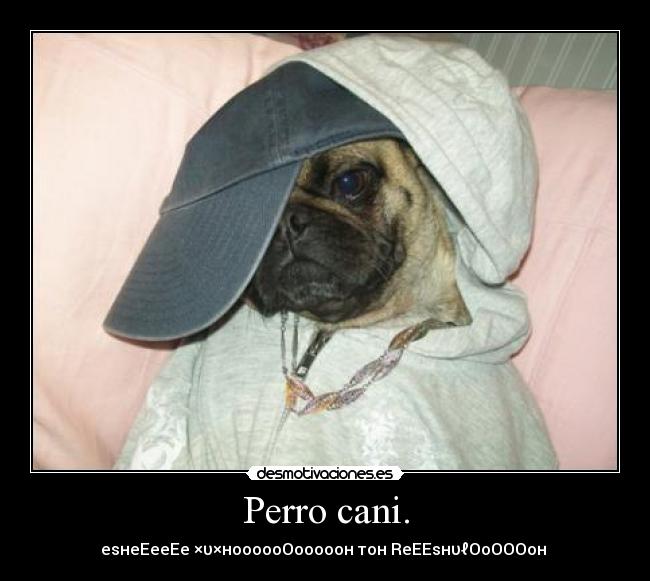 Perro cani. - 