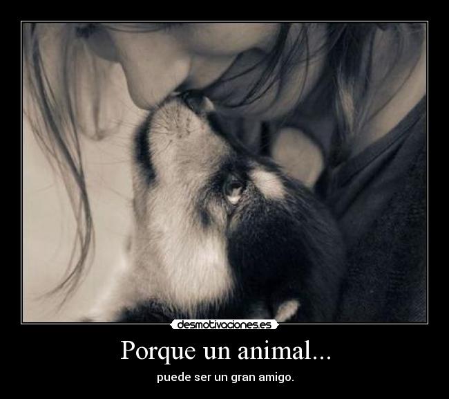 Porque un animal... -