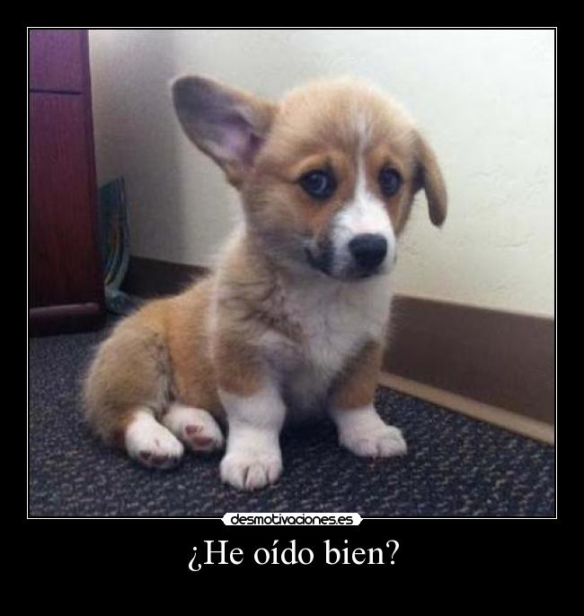 ¿He oído bien? -