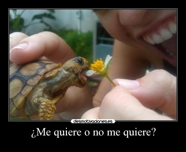 ¿Me quiere o no me quiere? -