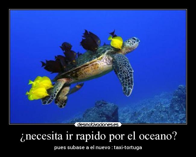 ¿necesita ir rapido por el oceano? - pues subase a el nuevo : taxi-tortuga