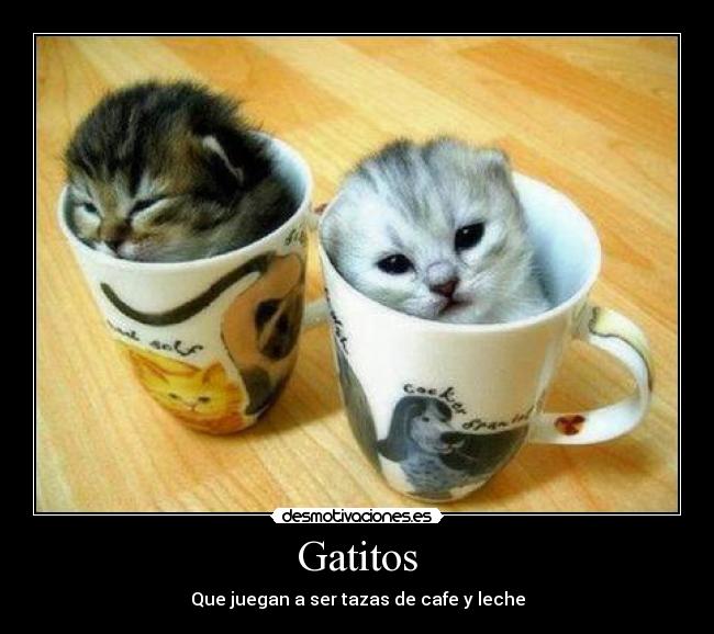 Gatitos - Que juegan a ser tazas de cafe y leche