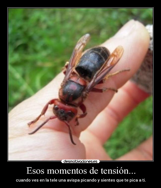 Esos momentos de tensión... - cuando ves en la tele una avispa picando y sientes que te pica a ti.