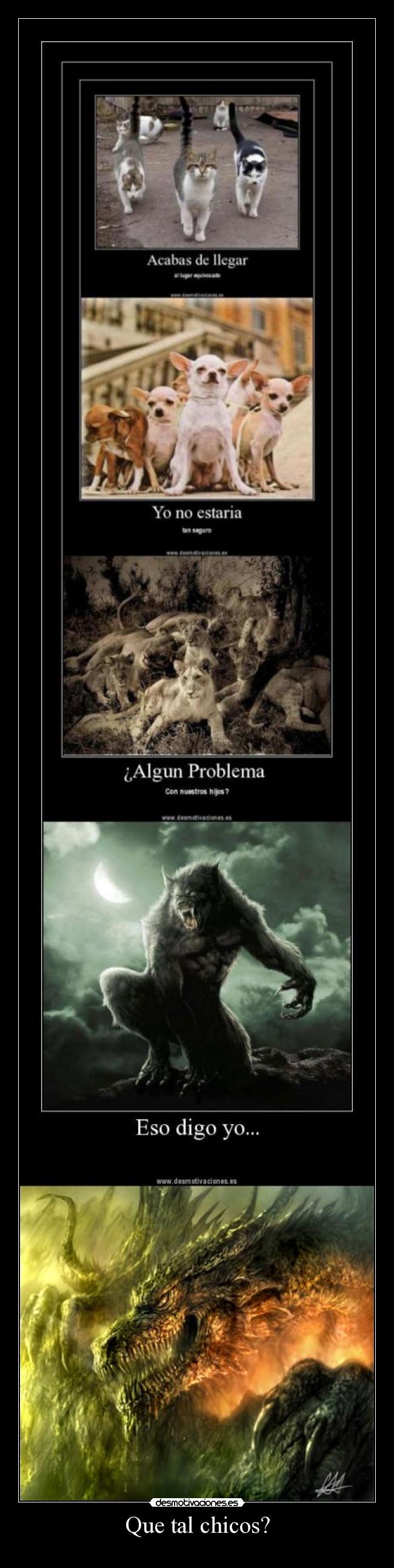 carteles dragon gatos perros lobos peleas deender desmotivaciones