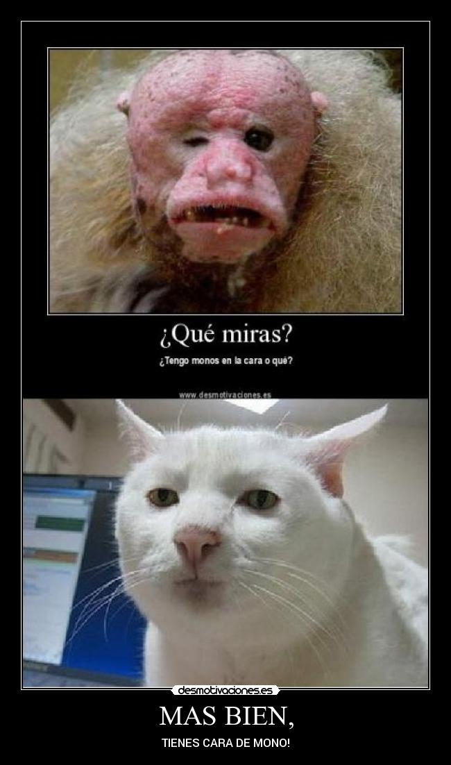 MAS BIEN, - TIENES CARA DE MONO!