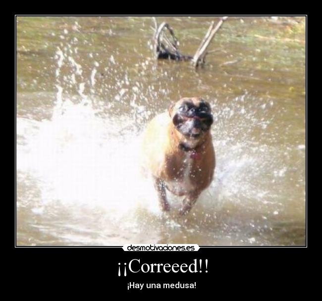 ¡¡Correeed!! - ¡Hay una medusa!