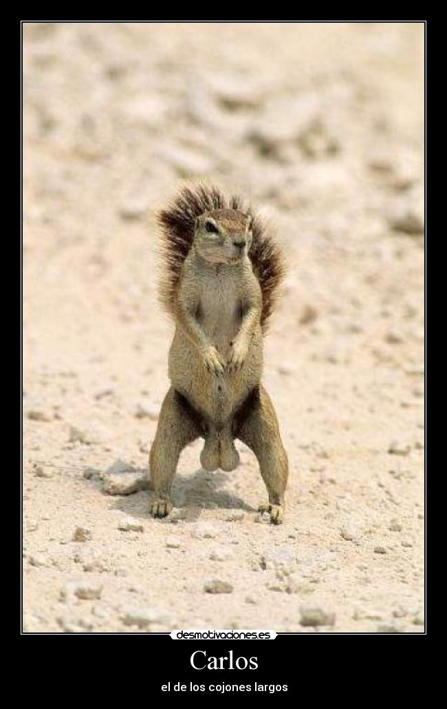 Carlos - el de los cojones largos