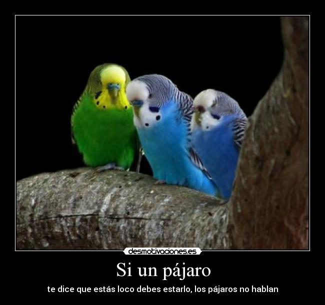 Si un pájaro - te dice que estás loco debes estarlo, los pájaros no hablan
