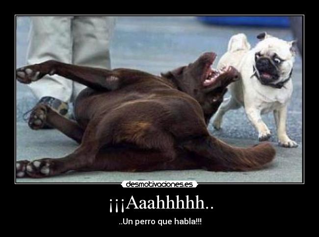 ¡¡¡Aaahhhhh.. - ..Un perro que habla!!!