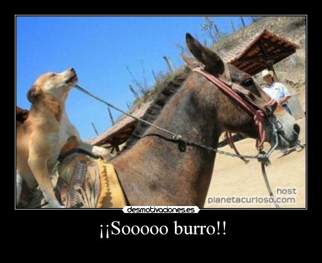 ¡¡Sooooo burro!! - 