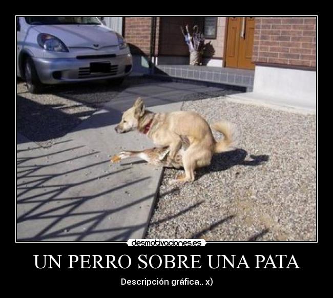 UN PERRO SOBRE UNA PATA - 