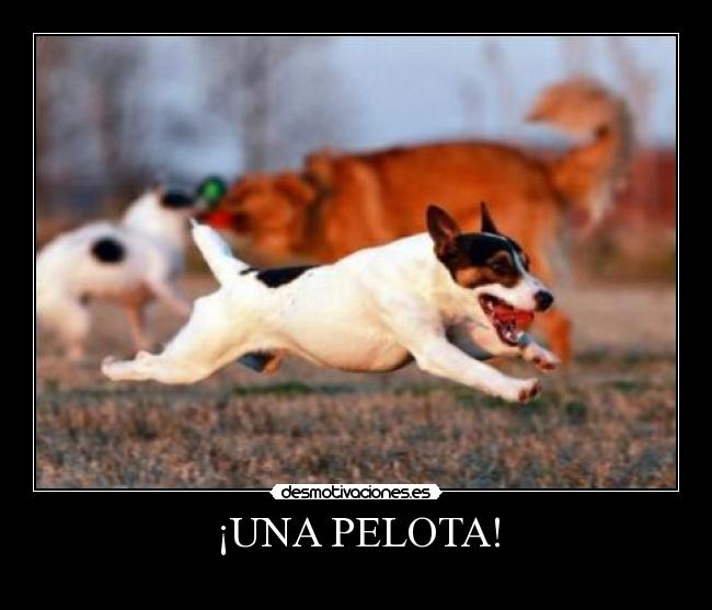 ¡UNA PELOTA! -