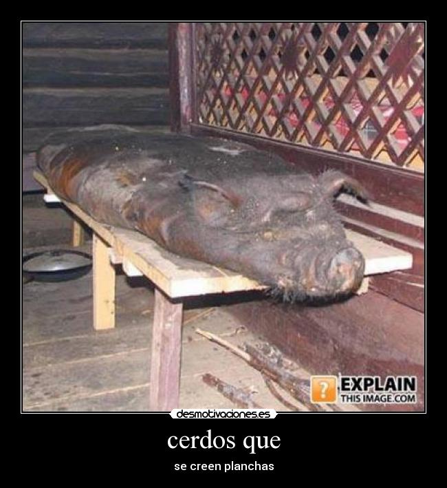 carteles cerdos desmotivaciones