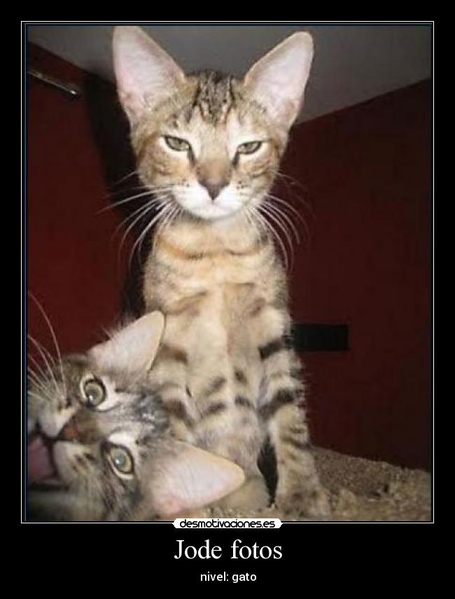 Jode fotos - nivel: gato