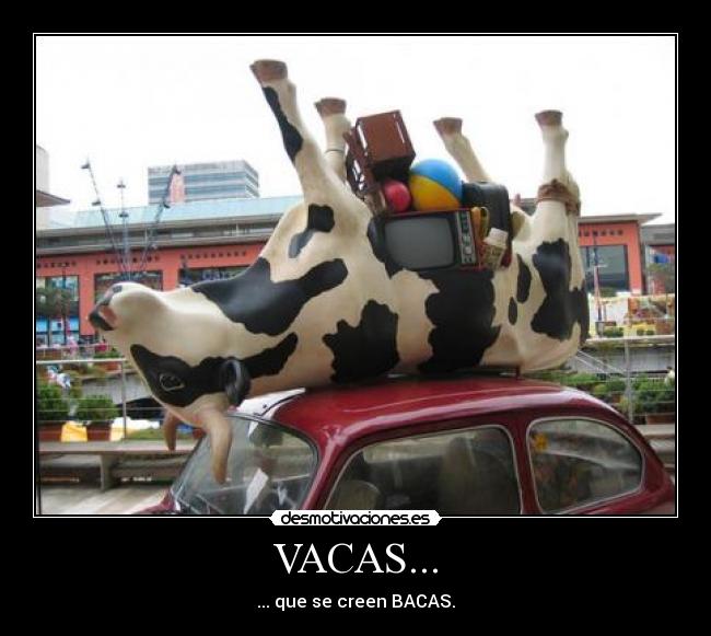 VACAS... - 