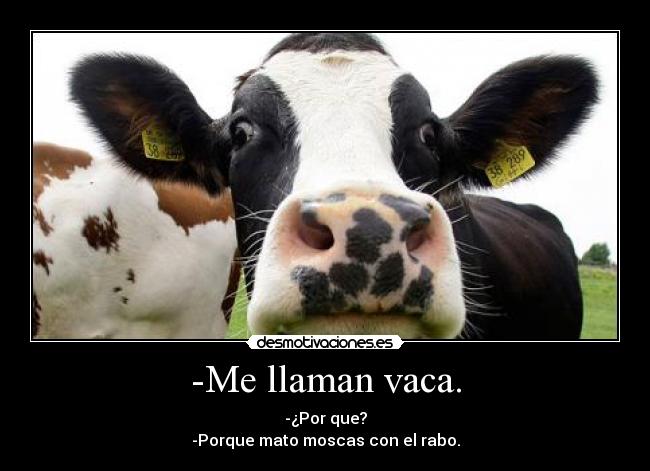 -Me llaman vaca. - -¿Por que?
-Porque mato moscas con el rabo.