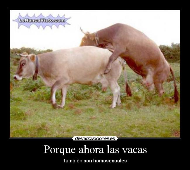 Porque ahora las vacas - 