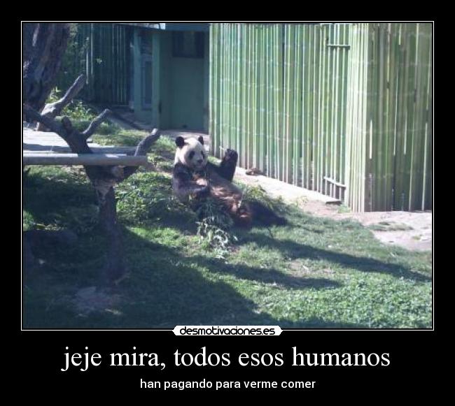 jeje mira, todos esos humanos - 
