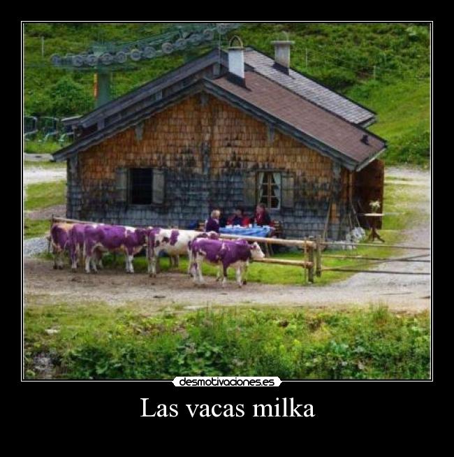 Las vacas milka -