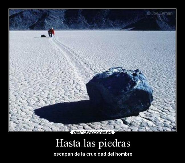 Hasta las piedras - escapan de la crueldad del hombre