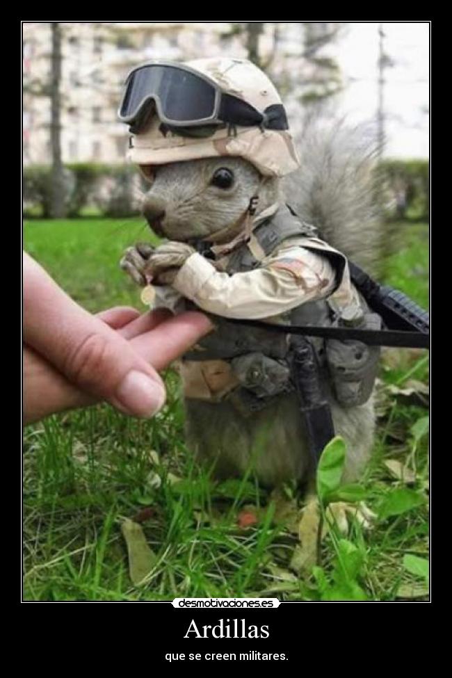 Ardillas - que se creen militares.