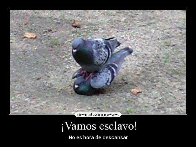 ¡Vamos esclavo! - No es hora de descansar