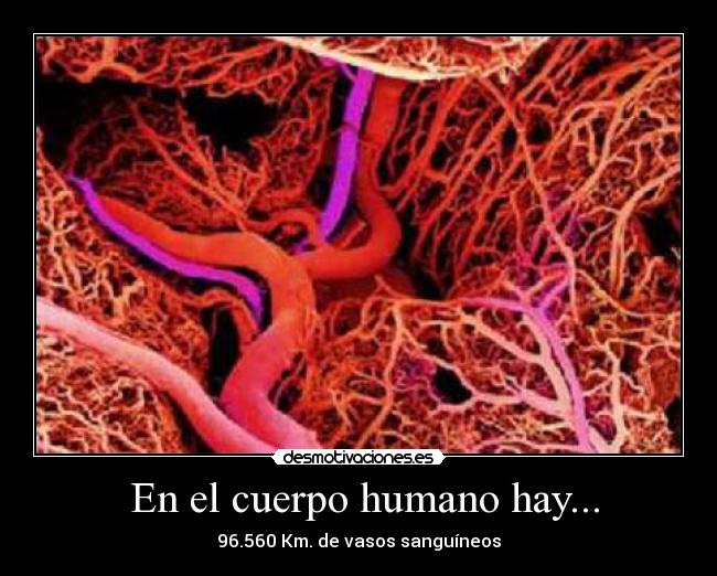  En el cuerpo humano hay... - 