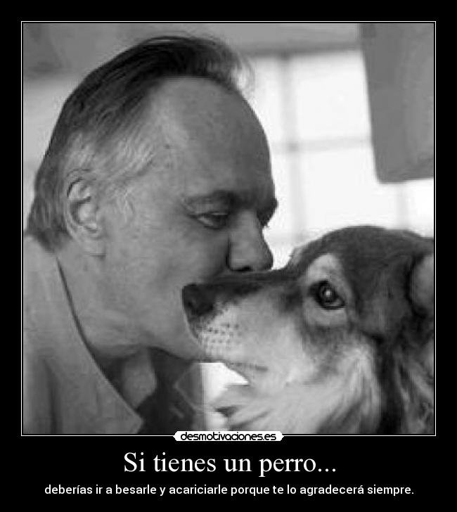 Si tienes un perro... - deberías ir a besarle y acariciarle porque te lo agradecerá siempre.