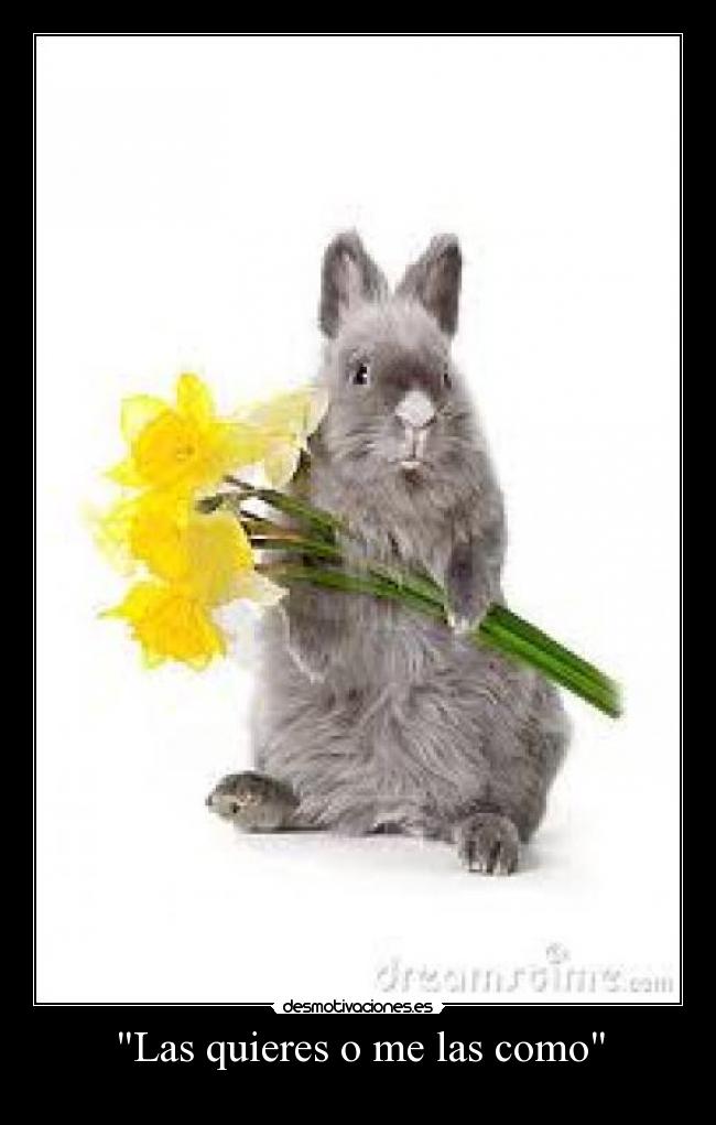 Las quieres o me las como -