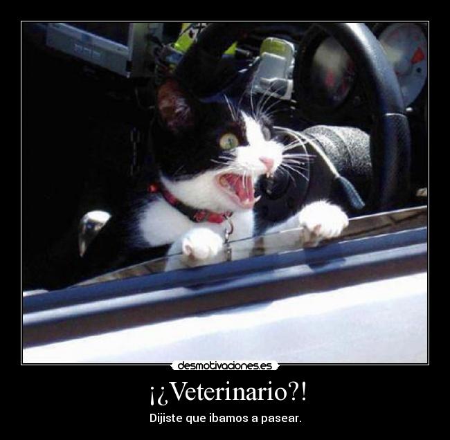 ¡¿Veterinario?! -