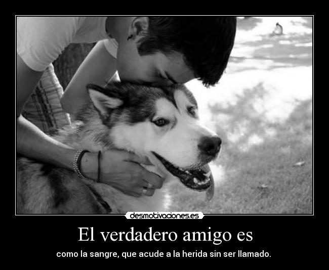 El verdadero amigo es - como la sangre, que acude a la herida sin ser llamado.