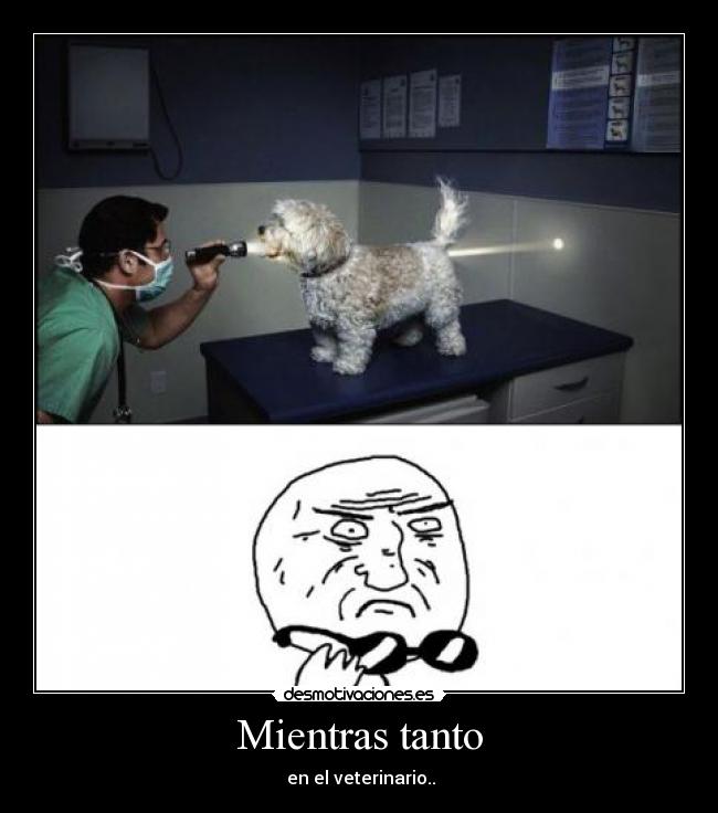 carteles mientras tanto veterinario desmotivaciones
