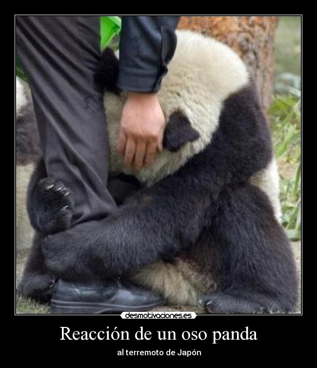 Reacción de un oso panda -