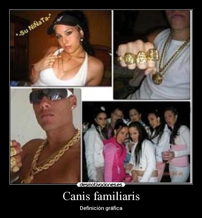 Canis familiaris - Definición gráfica