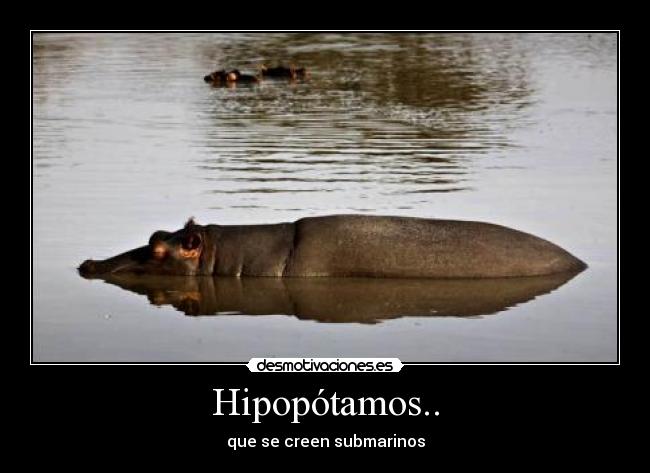 Hipopótamos.. - que se creen submarinos