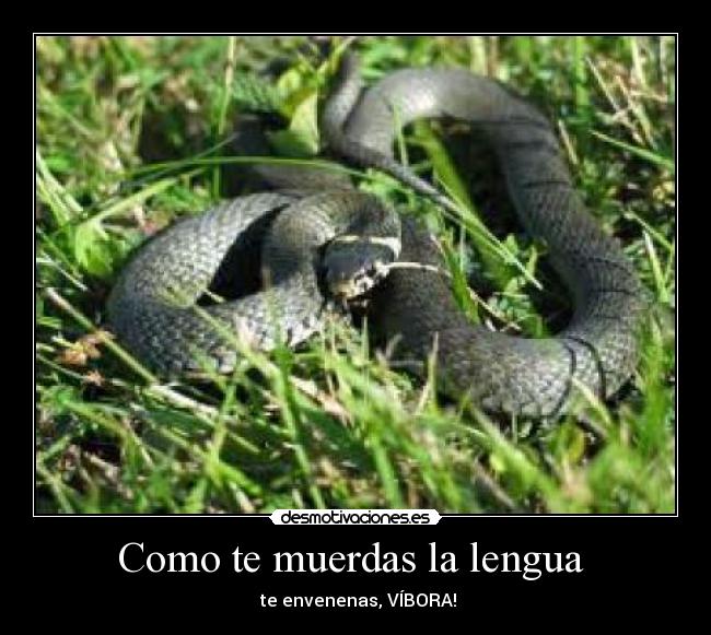 Como te muerdas la lengua  -  te envenenas, VÍBORA!