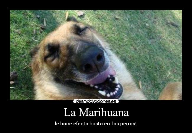 La Marihuana - le hace efecto hasta en los perros!