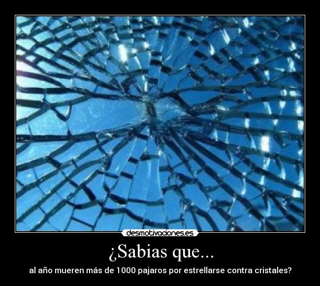 ¿Sabias que... - 