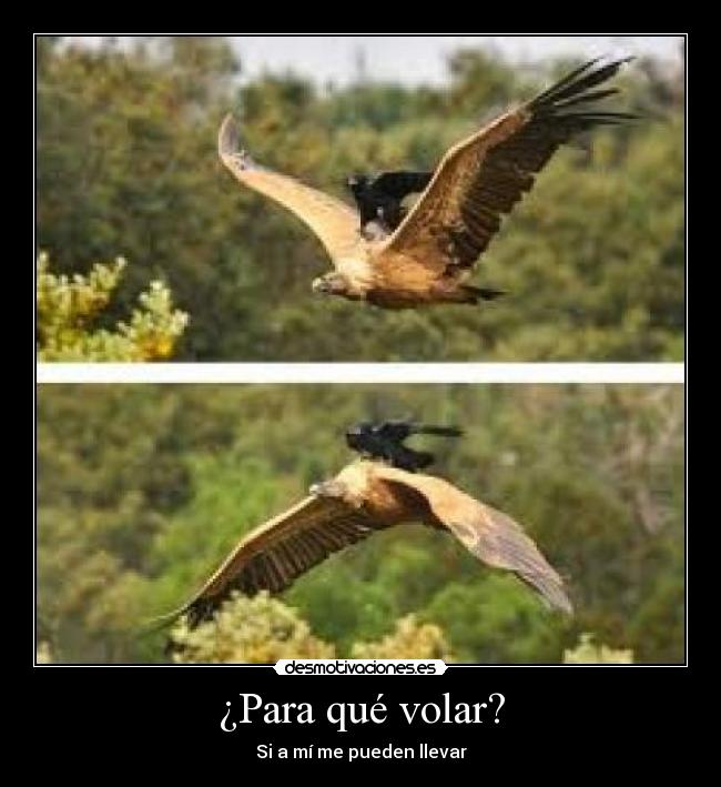 ¿Para qué volar? -