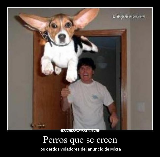 Perros que se creen - 