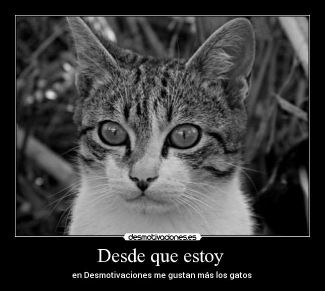 Desde que estoy - en Desmotivaciones me gustan más los gatos