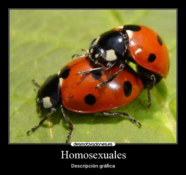 Homosexuales -