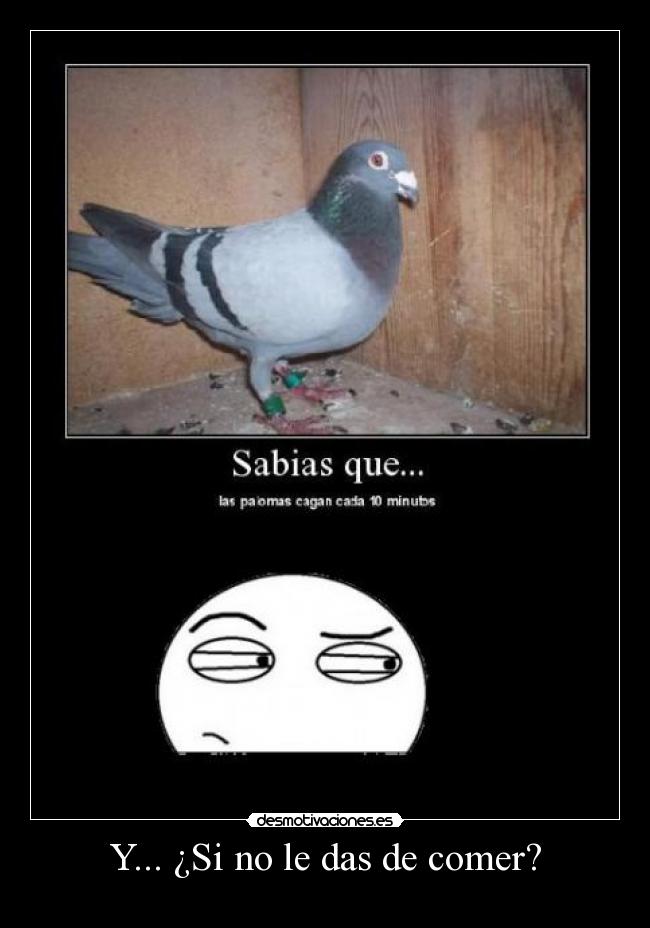 Y... ¿Si no le das de comer? - 