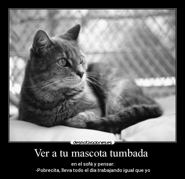 Ver a tu mascota tumbada - en el sofá y pensar:
-Pobrecita, lleva todo el dia trabajando igual que yo